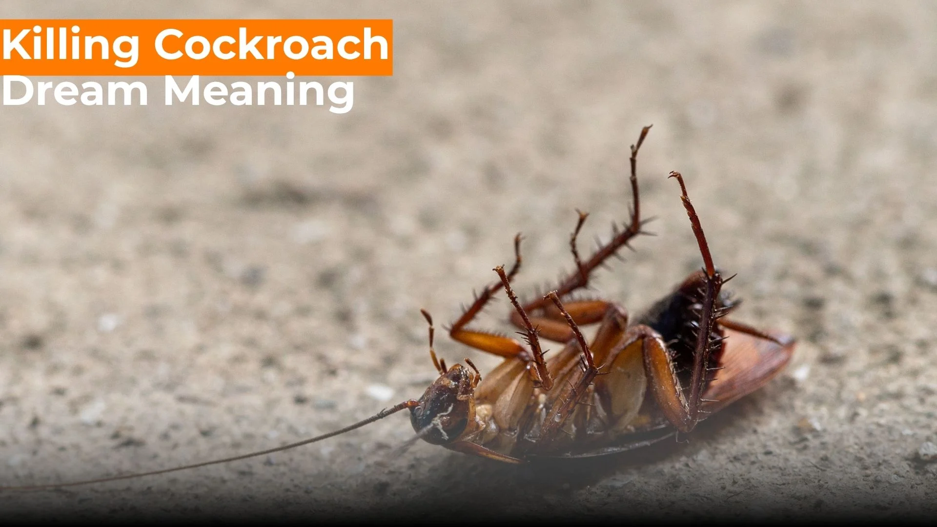 You are currently viewing 367 Killing Cockroach in Dream Meaning Everything You Need To Know For 2025