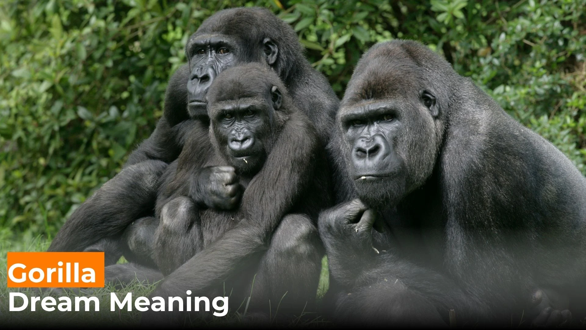 You are currently viewing 298 The Biblical Meaning of Gorilla in a Dream: Unlocking the Beast Within For 2025