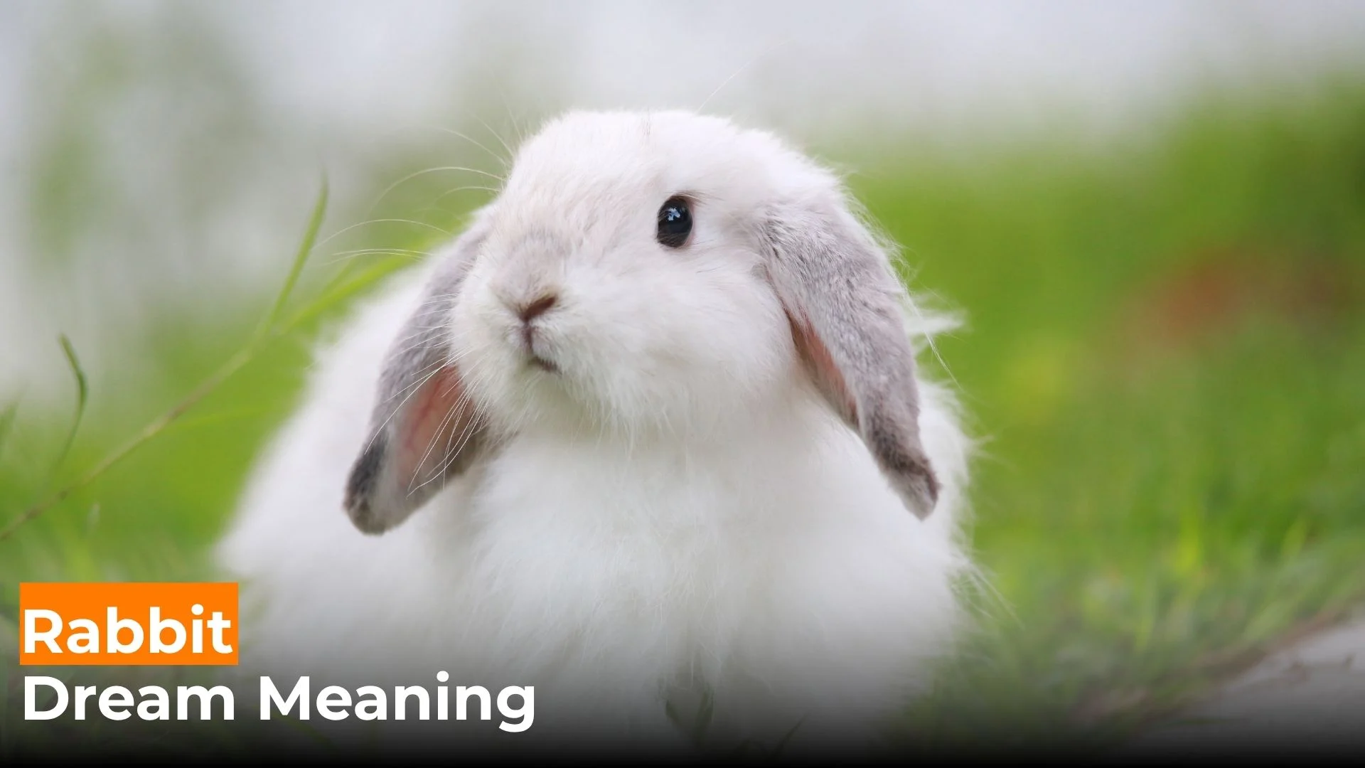 You are currently viewing 271 Rabbit Dream Meaning: What Your Subconscious Is Telling You For 2025