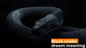Read more about the article 🐍 Black Snake Dream Meaning: A Deep Dive into Symbolism, Psychology, and Spiritual Insights For 2025