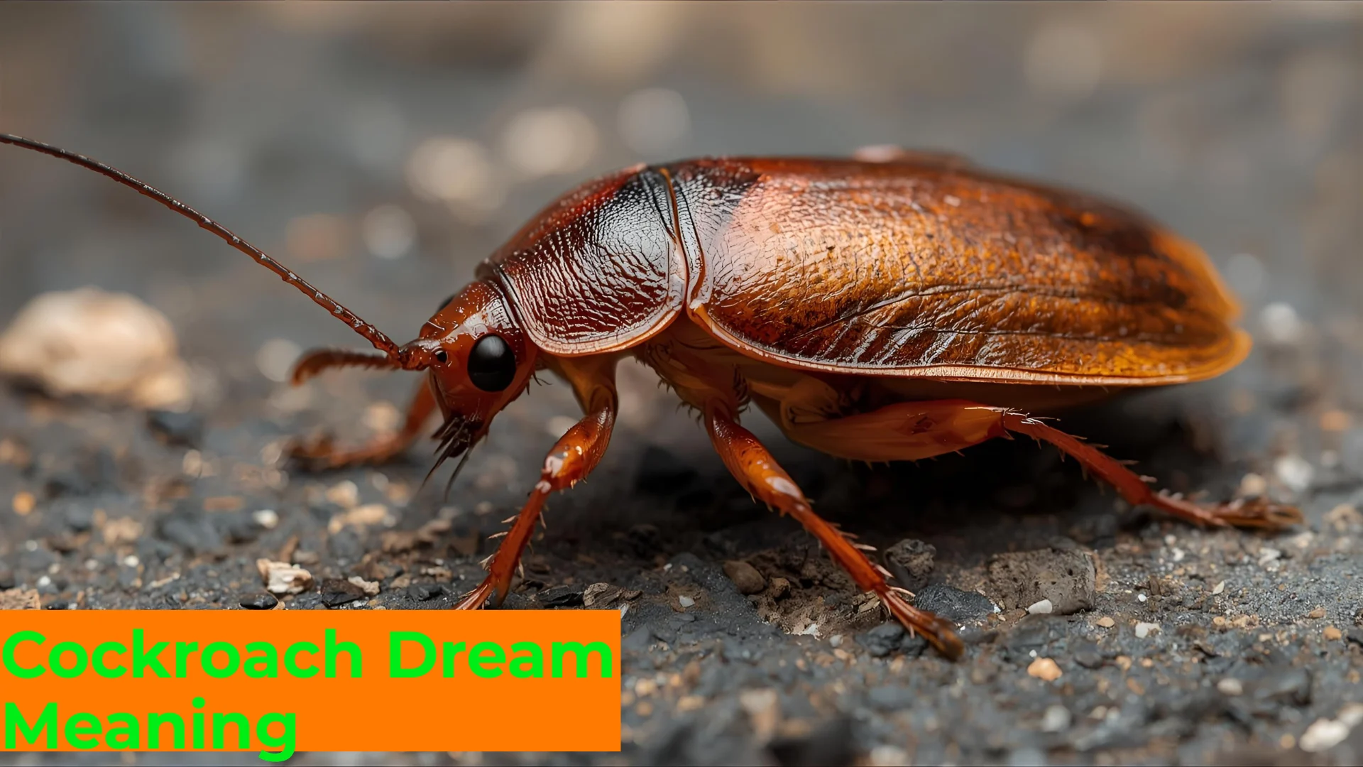 You are currently viewing 🪳 Cockroach Dream Meaning: Symbolism, Psychology & Spiritual Insights For 2025