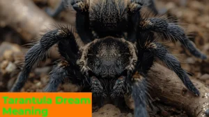 Read more about the article 🕷️ Tarantula Dream Meaning: Unlocking the Spiritual, Psychological & Cultural Symbolism For 2025